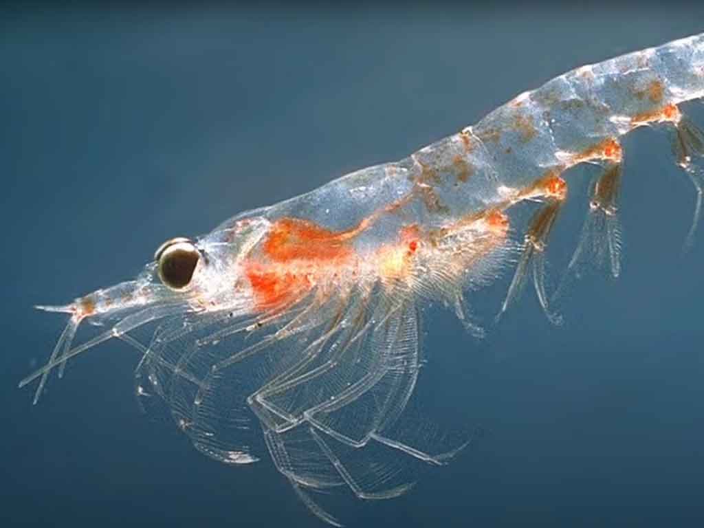 Krill közelről – Tengeri plankton fotó Krill közelről, áttetsző testével és csápjaival, tengeri plankton fotó.
