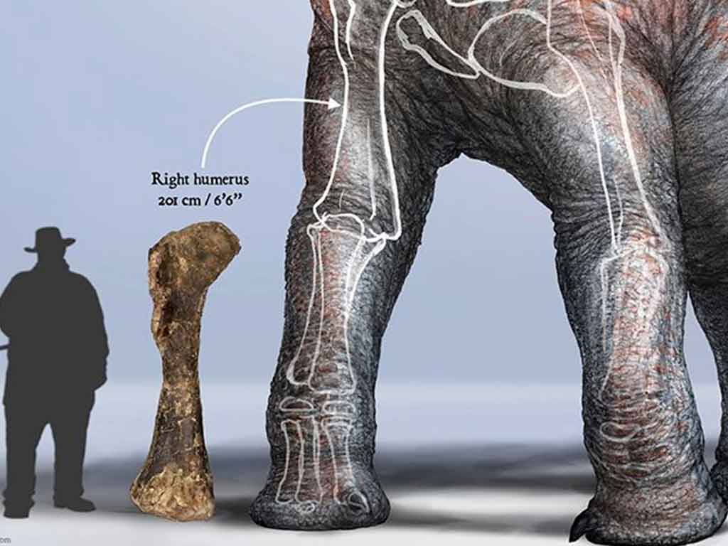 450 kg-os Brachioszaurusz felkar csont Utahban